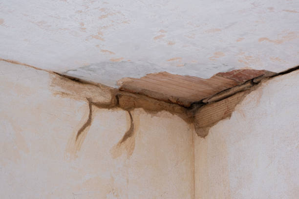 Best Mold removal after water damage  in Apple Creek, OH